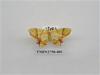 藏品(尺蛾316)的圖片